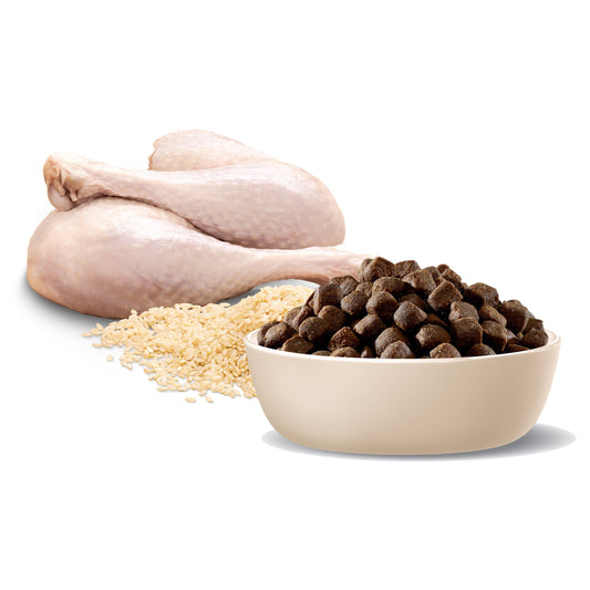ADVANCE™ Terrier Adult Medium Breed Turkey with Rice