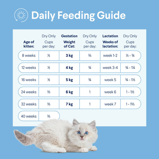 Kitten Feeding Schedule by Age: Essential Guide for New Owners