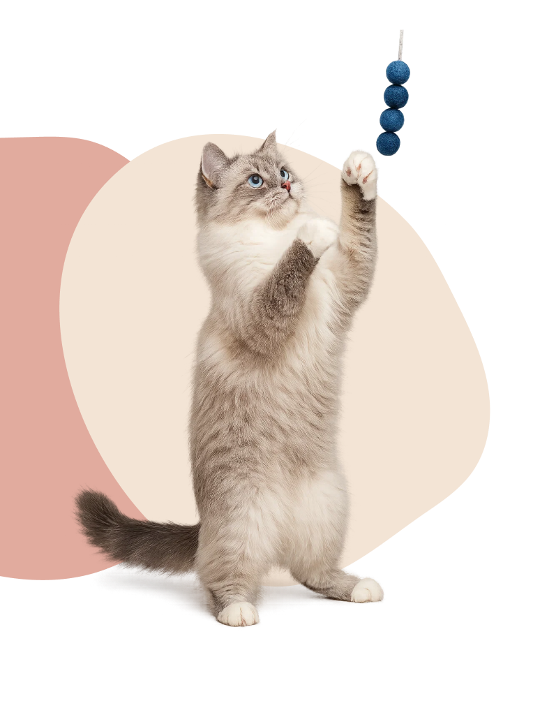 Cat Image